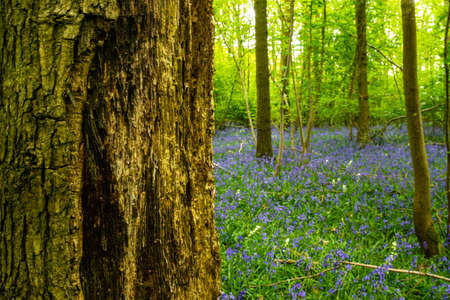 Bluebells in an English forestの写真素材