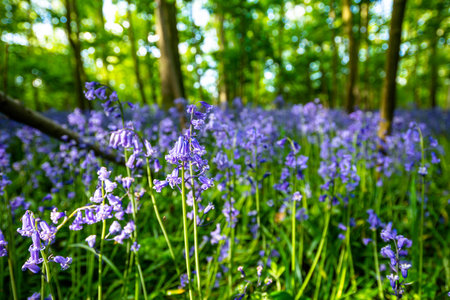 Bluebells in an English forestの写真素材
