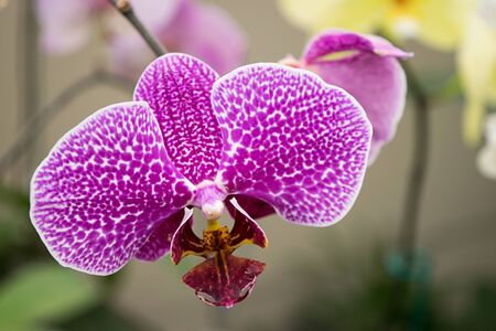 Phalaenopsis Orchidの写真素材