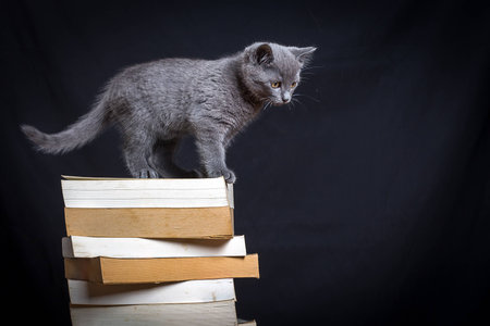 A gray kitten on the top of a pile of booksの写真素材