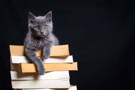A small gray cat sitting on a pile of books with a black backgroundの写真素材