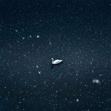 A swan under the snow in Metz at the lake. A swan under the snow in Metz at the lake.の写真素材