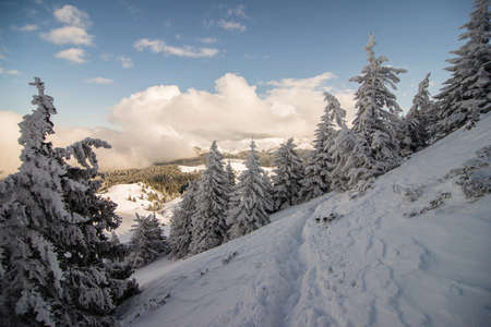 Path among snow-covered firs, hiking in the mountainsの写真素材