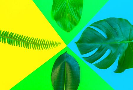 Tropical leaves on a bright background. Creative layout of real tropical leaves on a colorful background. Summer concept. Flat image with copy space.の写真素材