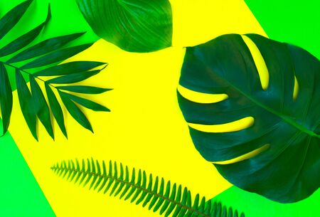 Tropical leaves on a yellow background. Creative layout of real tropical leaves on a bright yellow background. Summer concept. Flat image with copy space.の写真素材