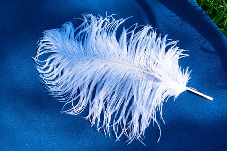 White ostrich feather on a blue background and green grass.の写真素材