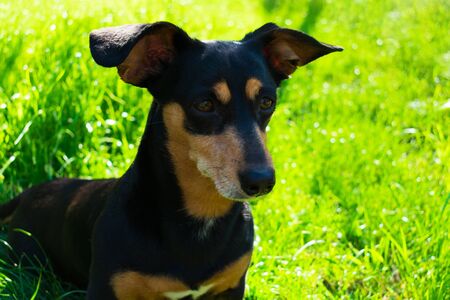 Black dog in the grass in the park.の写真素材