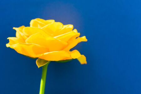 One yellow rose on this background. Copy spaceの写真素材