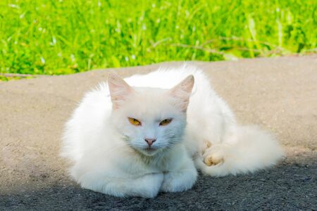 White cat lies on the background of green grass.の写真素材