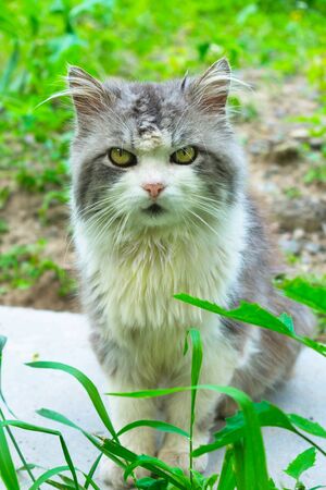 A gray cat with a white breast is sitting on the grass, closeup.の写真素材