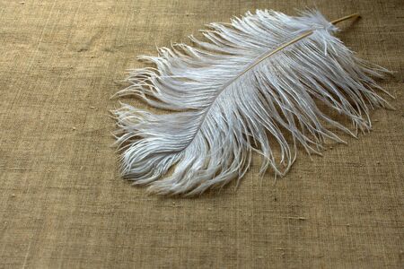 White ostrich feather on linen tableclothの写真素材