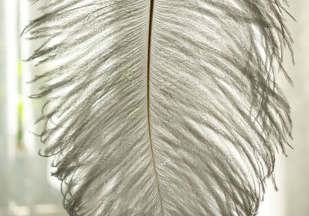 White ostrich feather on a window background, close-up.