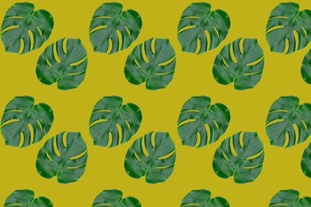 Seamless pattern from monstera leaves. Tropical leaves on mustard yellow background.