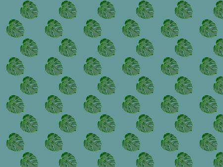 Monstera leaf seamless pattern. Tropical leaves on a gray-blue background.の写真素材