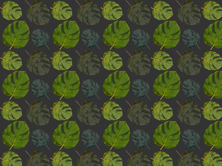 Seamless pattern of real monstera leaves on a dark gray background. Background from tropical leaves.