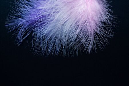 Feathers of different colors on a black background. Copy space.の写真素材