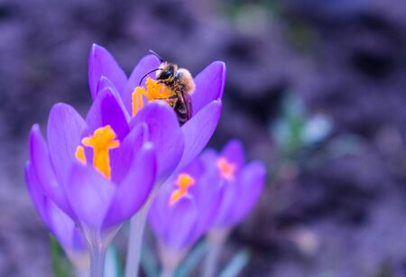 A bee collects pollen on a delicate crocus flower.
