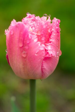 bud gently pink tulip. A flower of tulips in a spring day field. Colorful flower tulips in the garden. Beautiful flower tulips for beauty design and greeting card conceptの写真素材