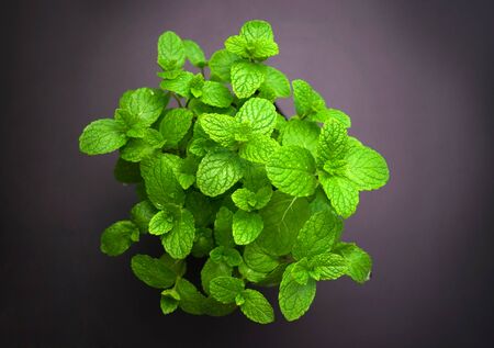 Fresh mint bush on a dark background. Top view.の写真素材