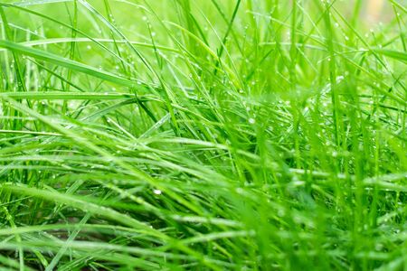 Fresh grass after the rain. Close-up. Background grass.