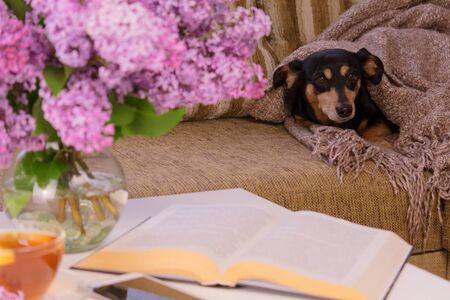 The dog on the couch is wrapped in a blanket. A bouquet of lilacs on the table.の写真素材