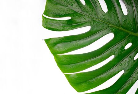 Large leaf of tropical Monstera tree on a whiteの写真素材