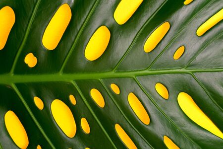 Part of a large sheet of tropical monstera on a yellow background. Close-up. Tropical leaf natural background texture.の写真素材