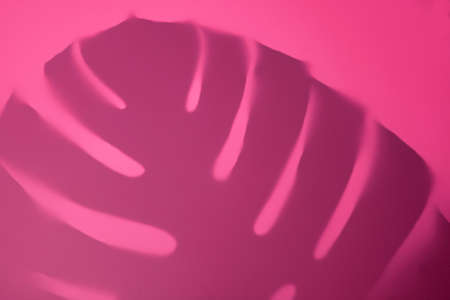 Shadow of a tropical leaf monstera on pinkの写真素材