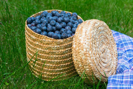 Blueberries in a wicker basket on green grass.の写真素材