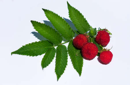 Tibetan Raspberry on White Background