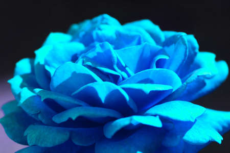 Blue rose on a dark background. Close-upの写真素材