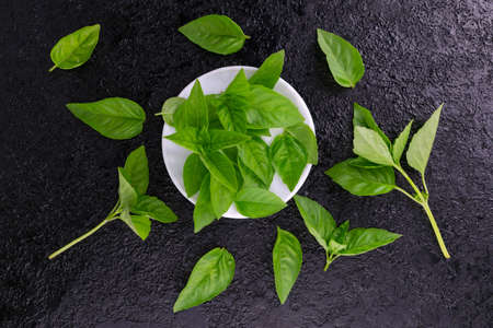 Fresh green basil on a black background. Flat lei.の写真素材