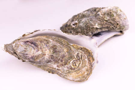 Two whole oyster shells isolated on white background.