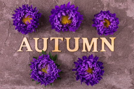 The inscription autumn and fall flowers on a gray flowers background.の写真素材