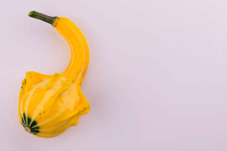 Yellow little pumpkins on a white background. Copy space.の写真素材