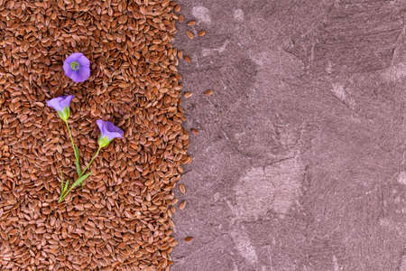 Flax seeds and flax flowers on a gray background.Copy space.の写真素材