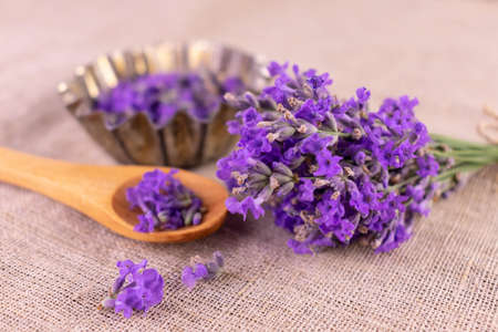 Fragrant lavender flowers. Lavender harvest.Ingredient for making cosmetics.の写真素材