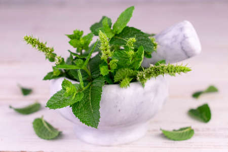 Fresh mint in a stone mortar on a white background.Close-up.