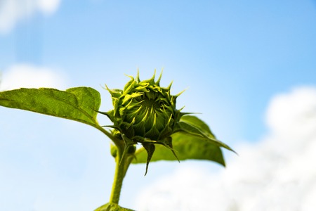 A beautiful sunflower against the sky.の写真素材