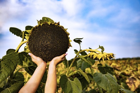 A beautiful sunflower against the sky.の写真素材