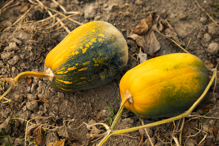 Pumpkin grows in the garden. Pumpkin close-up. Orange pumpkin.の写真素材