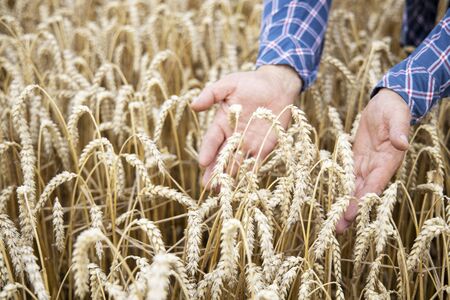Basket with bread on the background of wheat ears. Basket with bread. Bakery products in a basket on a wheat field.の写真素材