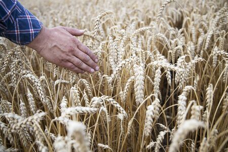 Basket with bread on the background of wheat ears. Basket with bread. Bakery products in a basket on a wheat field.の写真素材