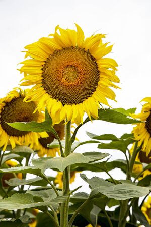 Sunflower field landscape close-upの写真素材