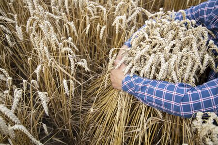 A man with his back to the viewer in a field of wheat touched by the hand of spikes