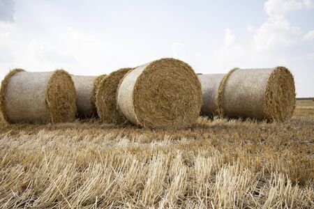 Straw bales on the field. Beautiful background with bales of straw. Landscape field with bales of straw.の写真素材