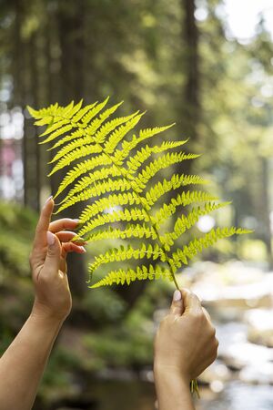 Fern close up. Fern in the hands. The girl holds a fern in her hands. People environment nature.の写真素材