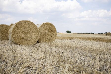 Straw bales on the field. Beautiful background with bales of straw. Landscape field with bales of straw.の写真素材