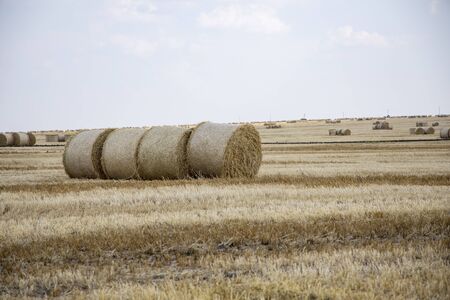 Straw bales on the field. Beautiful background with bales of straw. Landscape field with bales of...