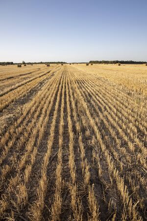 Big yellow field after harvesting. Mowed wheat fields under beautiful blue sky and clouds at summer sunny day. Converging lines on a stubble wheat fieldの写真素材